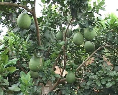Giống cây bưởi da xanh